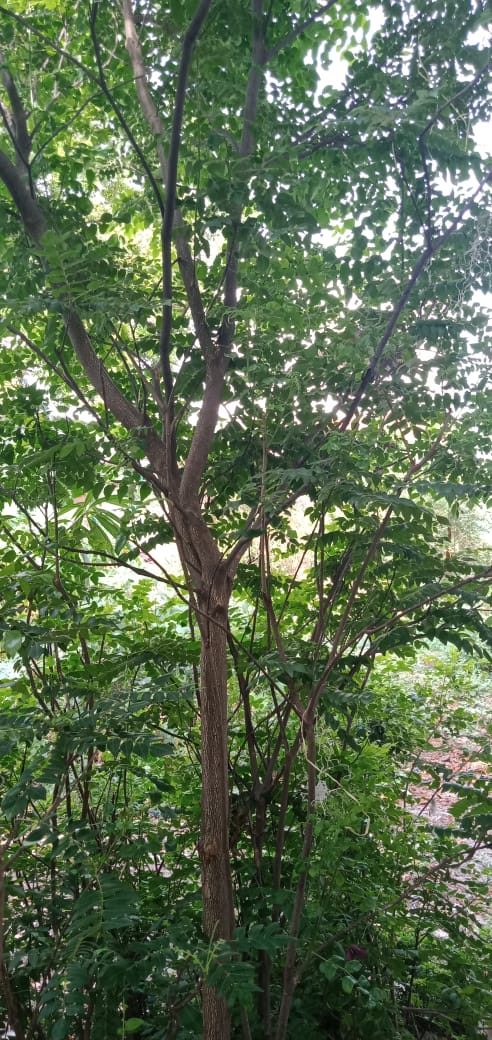 curryleaf
